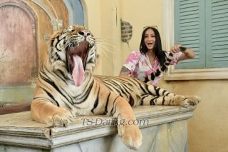 trans girl sabrinahot 7952003 trans girl sabrinahot 7952003