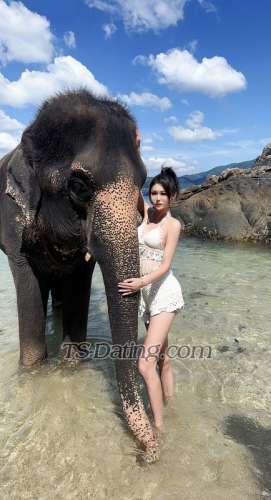 trans girl TSmomo 9905322 trans girl TSmomo 9905322